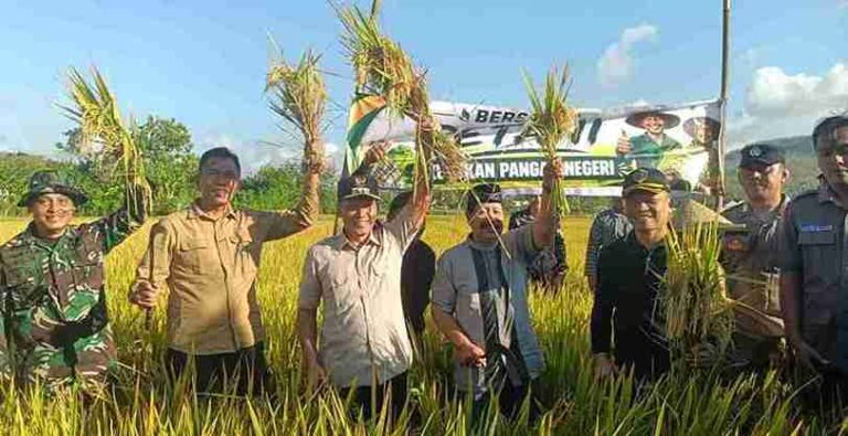 Hadiri Tradisi Methik Padi di Kalidawir, Plt Bupati Tulungagung Perkuat Dukungan Ketahanan Pangan